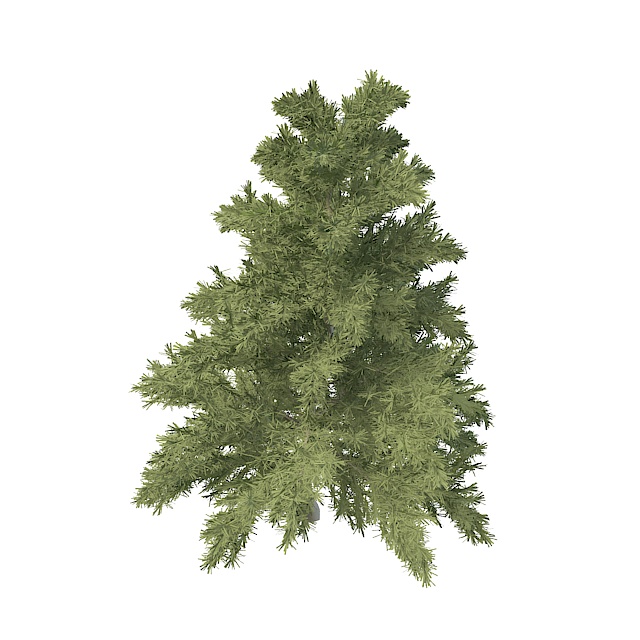 Dwarf coniferous tree 3d rendering