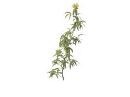 Branch with yellow flowers 3d preview