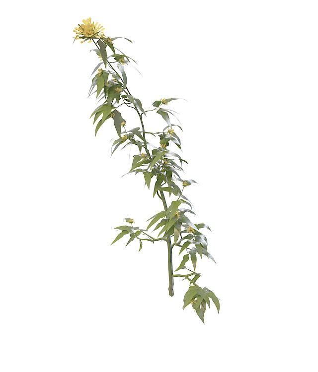 Branch with yellow flowers 3d rendering