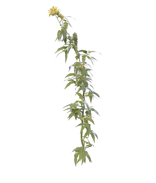 Branch with yellow flowers 3d rendering