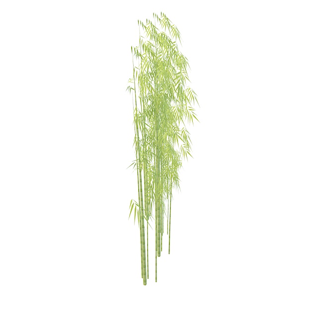 Bamboo plants 3d rendering