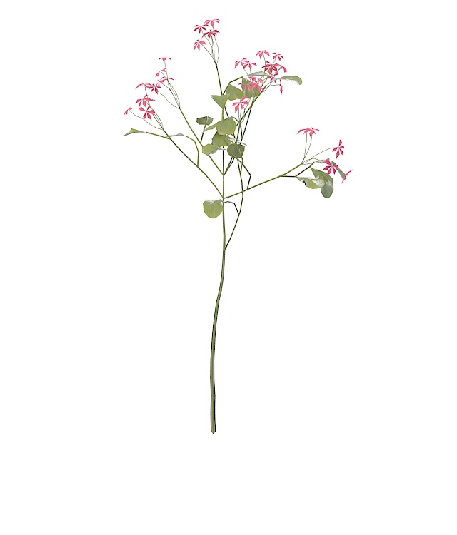 Red flowering herb plant 3d rendering