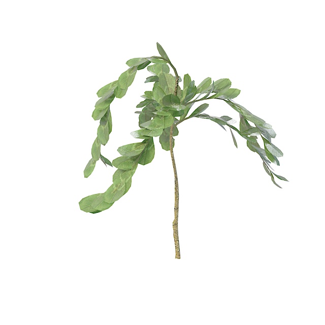 Round leaf herb 3d rendering