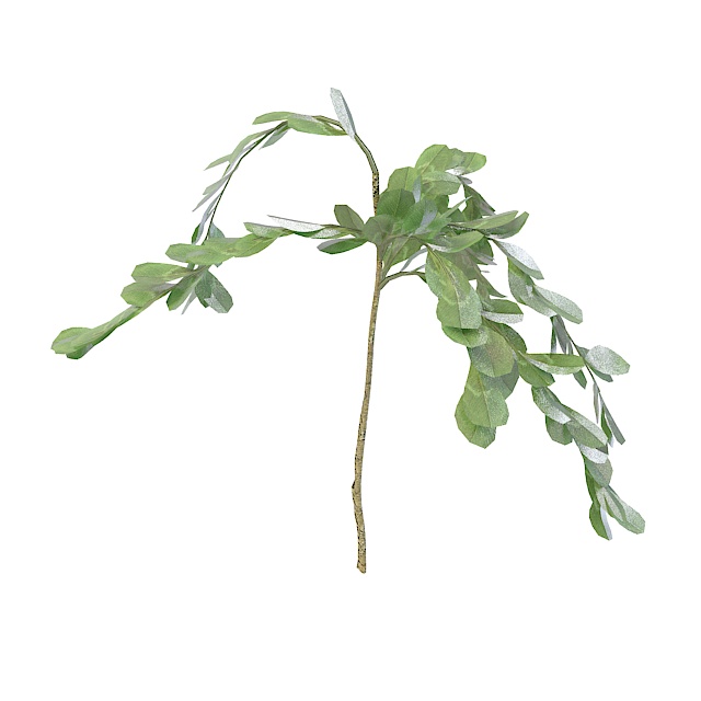 Round leaf herb 3d rendering