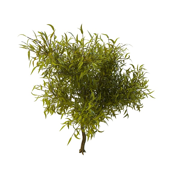 Willow tree branches 3d rendering