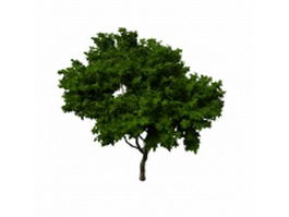 Summer tree 3d model preview