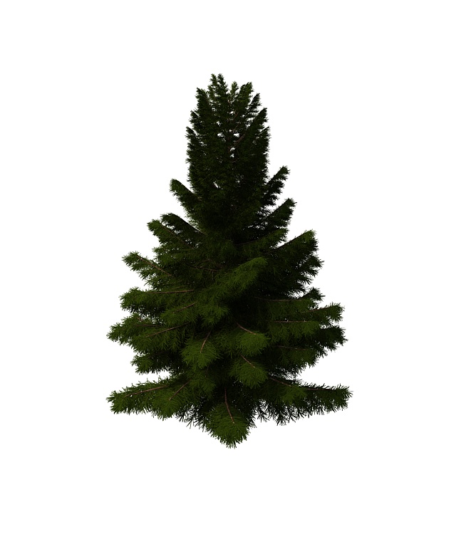 Coniferous pine tree 3d rendering