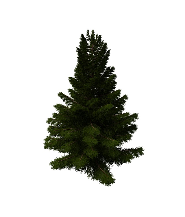Coniferous pine tree 3d rendering