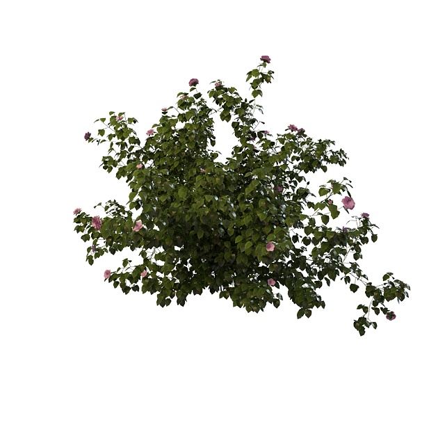 Flowering hibiscus tree 3d rendering