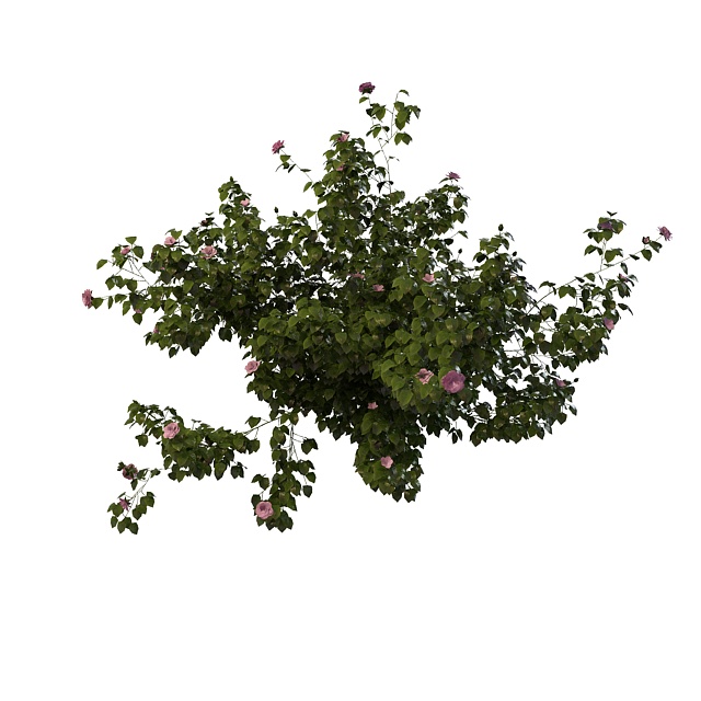 Flowering hibiscus tree 3d rendering