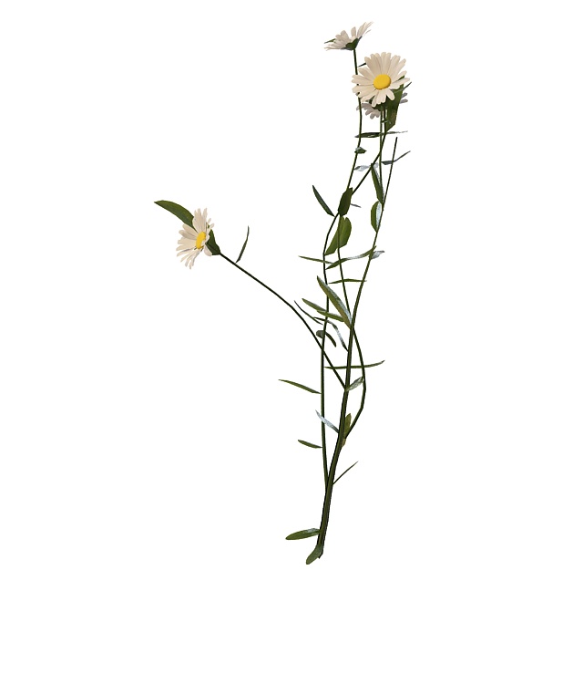 Herb plant with flowers 3d rendering