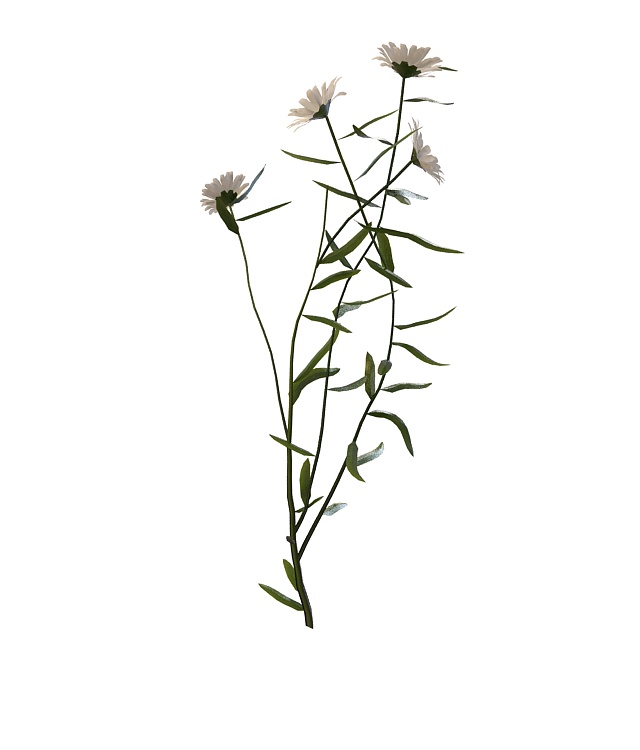 Herb plant with flowers 3d rendering