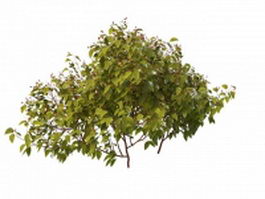 Red berry plant 3d preview