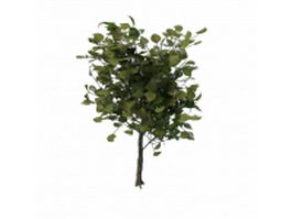 Decorative tree for landscaping 3d model preview