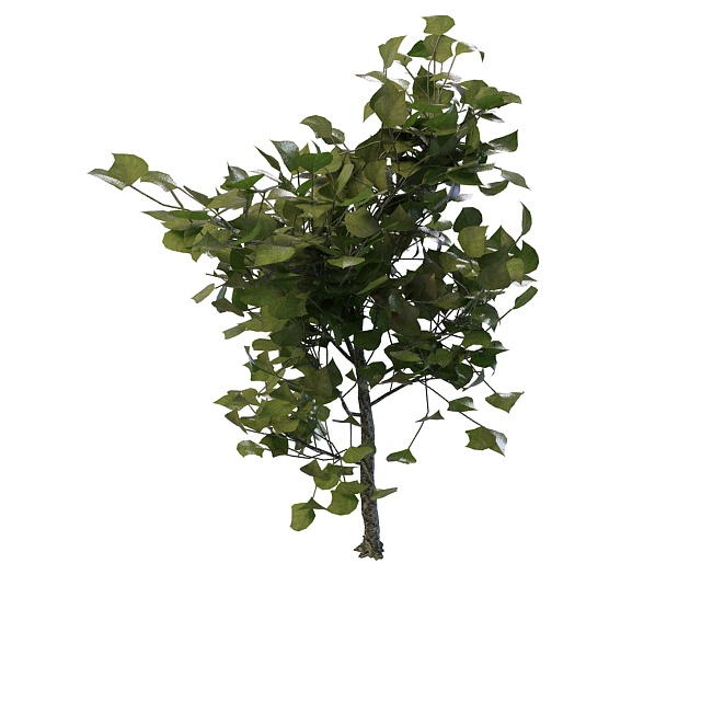 Decorative tree for landscaping 3d rendering