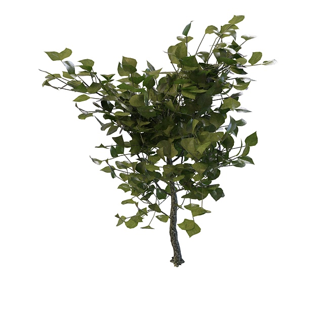 Decorative tree for landscaping 3d rendering