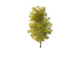 Spring birch tree 3d model preview