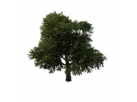 Flourishing tree 3d model preview