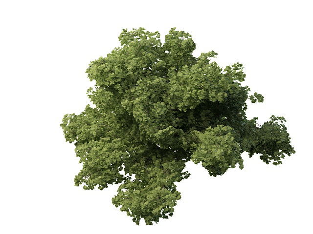 Thick dwarf tree 3d rendering
