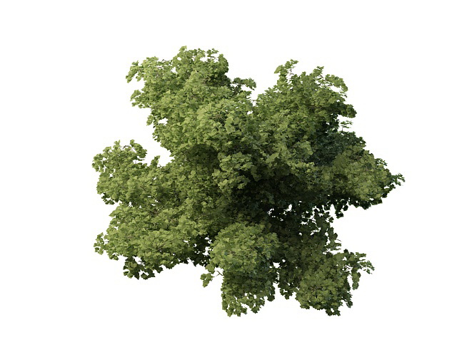 Thick dwarf tree 3d rendering