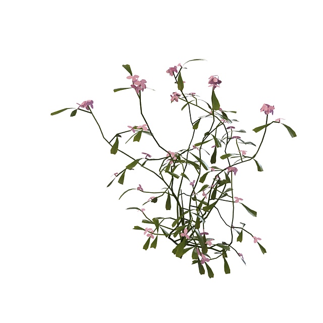 Pink flowering herb 3d rendering