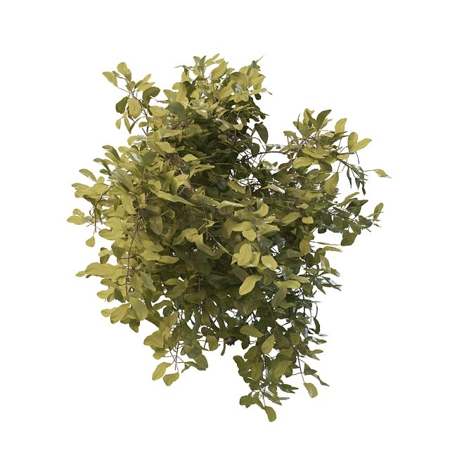 Evergreen dwarf shrubs 3d rendering