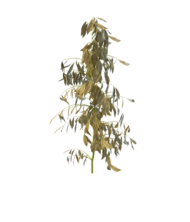 Withered tree branch 3d rendering