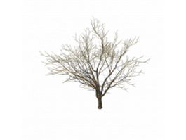 Bare winter tree 3d model preview
