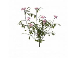 Pink flowering herb 3d model preview