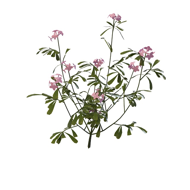 Pink flowering herb 3d rendering