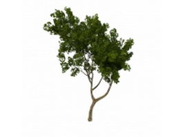 Small tree for front yard 3d model preview