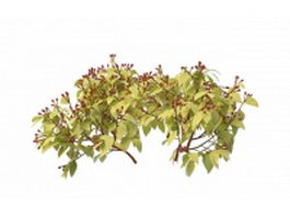 Shrub with red berry 3d preview