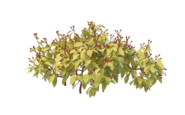 Shrub with red berry 3d rendering