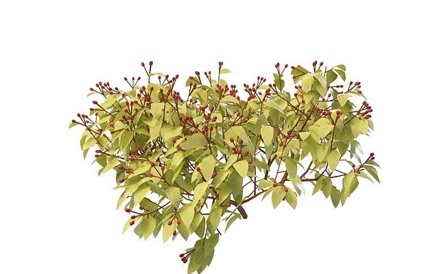 Shrub with red berry 3d rendering