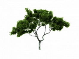 Ornamental maple tree 3d model preview