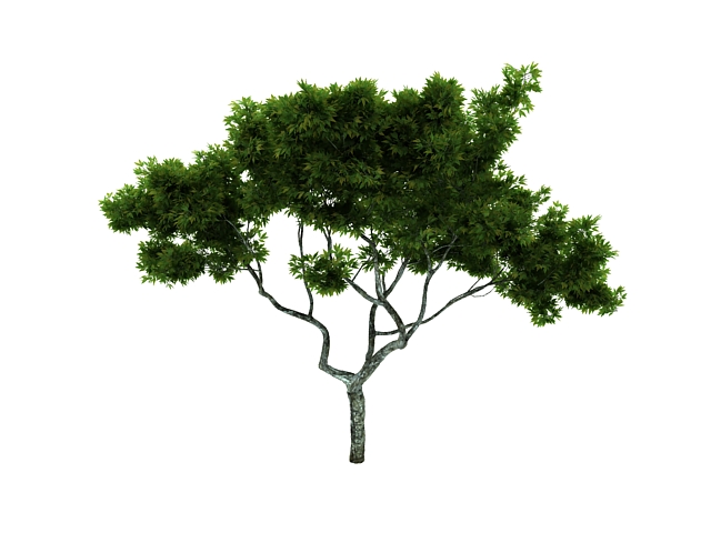 Ornamental maple tree 3d rendering
