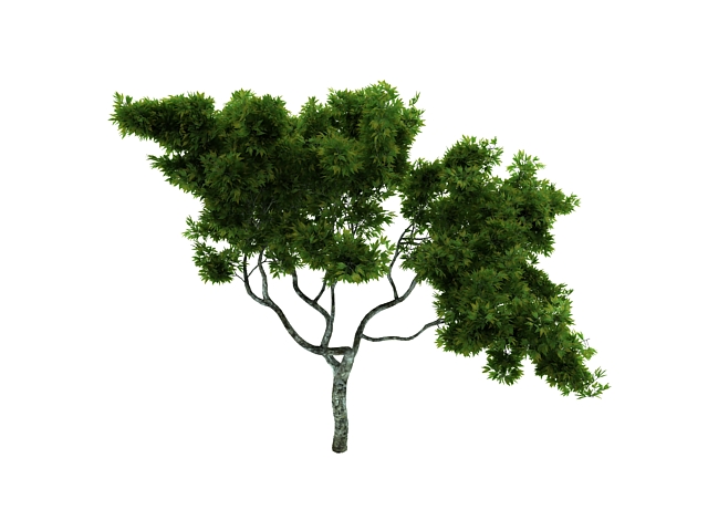 Ornamental maple tree 3d rendering