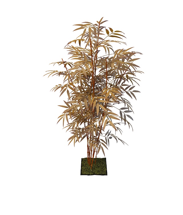 Bamboo for landscaping 3d rendering