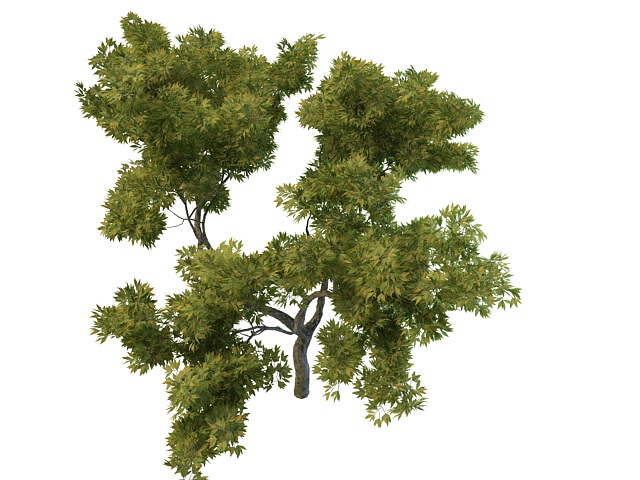 Young oak tree 3d rendering