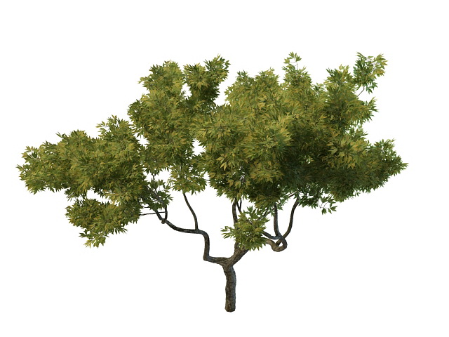 Young oak tree 3d rendering