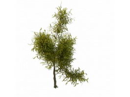 Dappled willow shrub 3d model preview
