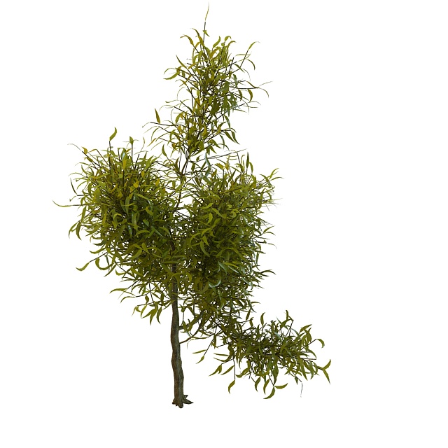Dappled willow shrub 3d rendering