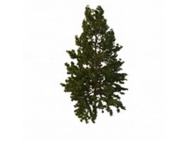 Northern white pine tree 3d model preview