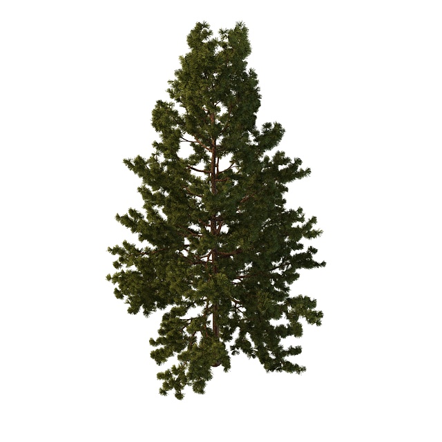 Northern white pine tree 3d rendering