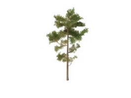 Russian pine 3d model preview