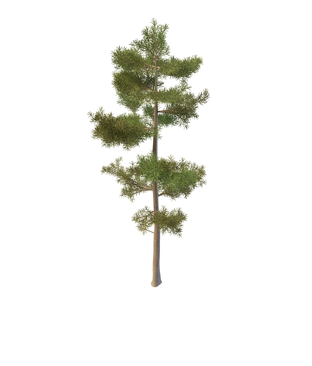 Russian pine 3d rendering