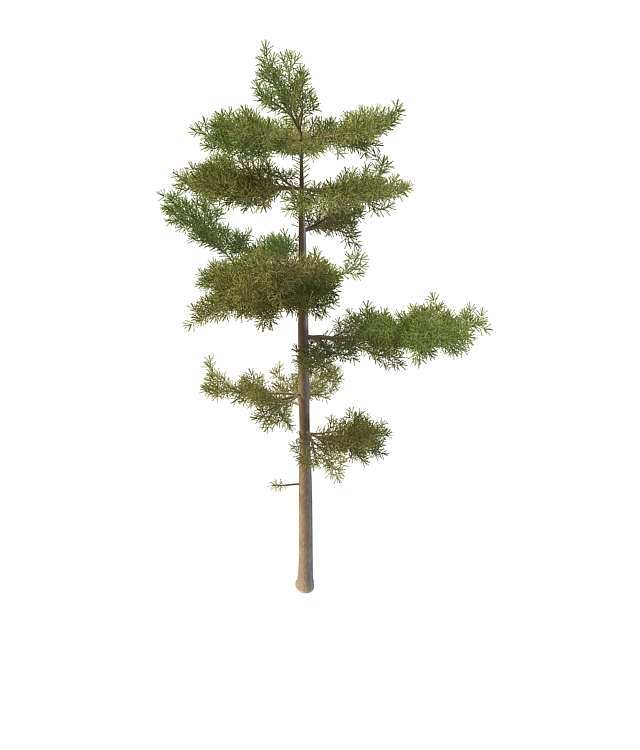 Russian pine 3d rendering