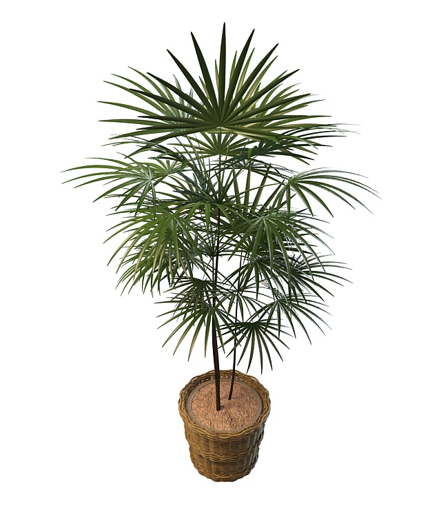Potted fan palm tree plant 3d rendering
