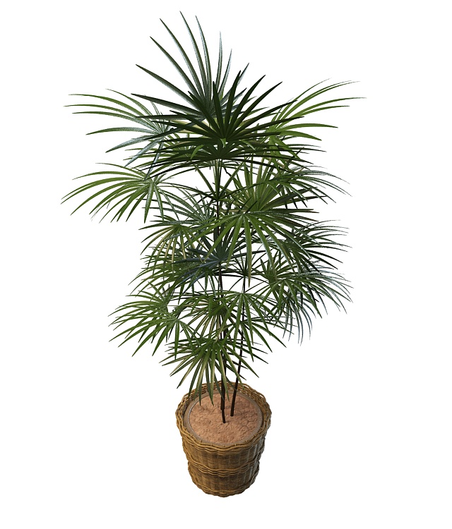 Potted fan palm tree plant 3d rendering