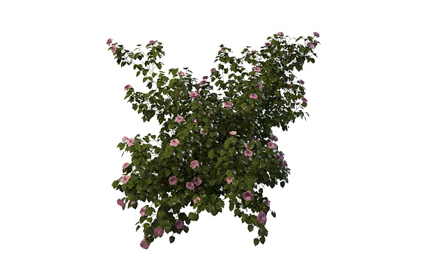 Pink flowering shrubs 3d rendering